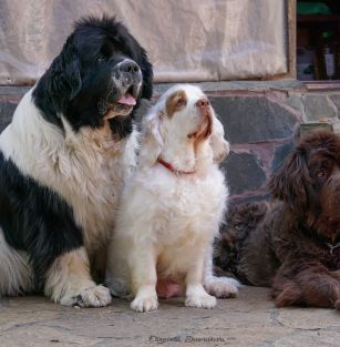 Супер Бизон / Super Bizon