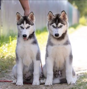 Свободная стая 