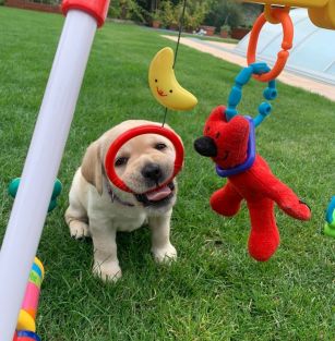 Sweet Labby Princess 