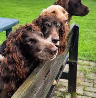 Szmaragdowe babrowisko