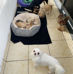 The Little Diamonds Love FCI