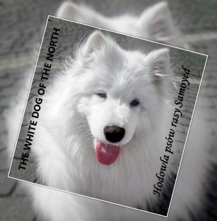 The White Dog Of The North