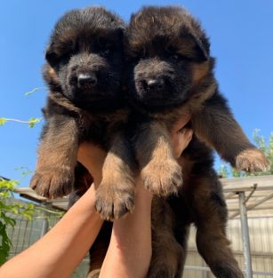 Тим Лихтенштейн ост