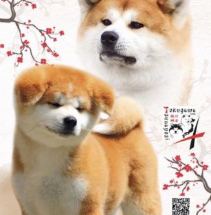 Tokugawa Tsunayosi Kennel 