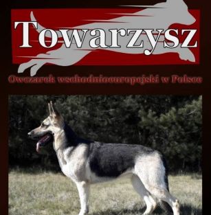 Towarzysz