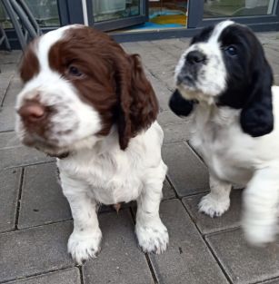 Two Sides of The Moon