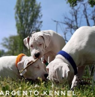 Un Drago D’Argento 