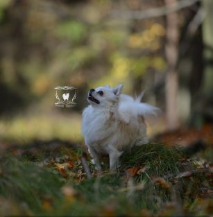 VALEROSO POLONIA FCI