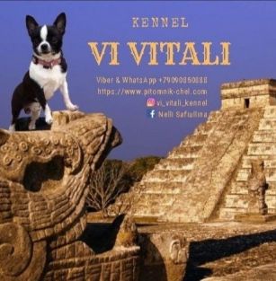 VI VITALI