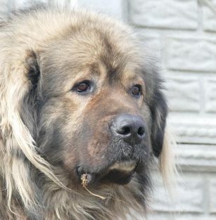 von telligmann´shof