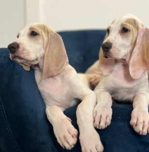 WATAHA Łobuzów FCI