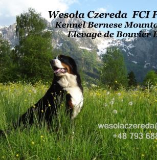 Wesoła Czereda FCI