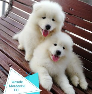 Wesołe Mordeczki FCI 