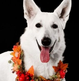 White guardian of my heart