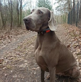 Wika ze Srebrzystych Wyżyn