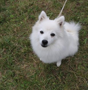 Winter Friends ZKwP / FCI