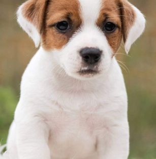 Włodzickie Wzgórza FCI