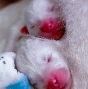 Wolf in Sheep's Skin 