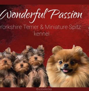 Wonderful Passion FCI