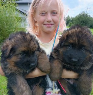 Wyszków pod Lasem Hodowla Owczarkòw Niemieckich