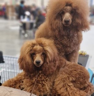 Wzgórze Szepczących Niedźwiedzi (FCI)