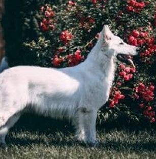 Wzgórze Wilczych Serc 