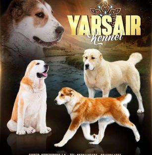 Yarsair 