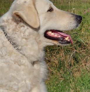 Yuki znad Narwianskich Mokradeł