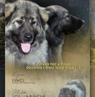 ''z Angielskiej Budy/FCI''