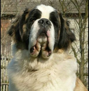 z Beskidzkiej Krainy FCI