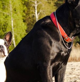 Z Błogiego Rancza FCI