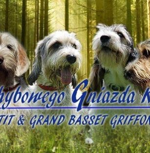 Z Chybowego Gniazda FCI