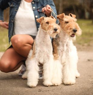 z Czerwonego Widzewa