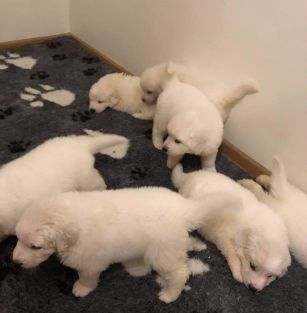 Z Furmańskiej Zogrody