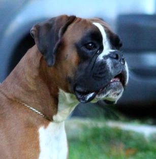 Z Gangu Nieustraszonych FCI 