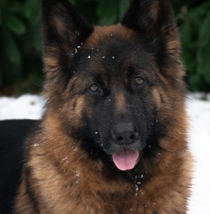 Z Kaszubskiego Zakątka FCI