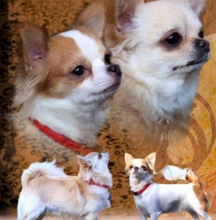 Z klanu matuszewicz fci