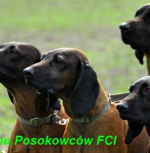 z Klanu Posokowców FCI