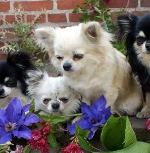 z Końskiego Raju FCI