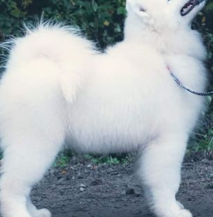 Z Limanowskiej Kotliny 