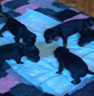 z Łowieckiej Tradycji