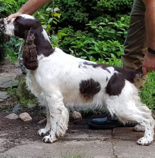 Z Nadbużańskich Lasów 