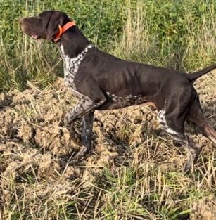 z Owczej Kolebki FCI