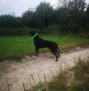 Z Pogranicza Borów Iłżeckich 