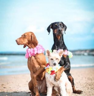 Z Posiadłości Szaleństwa FCI 