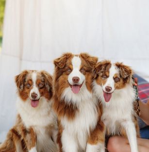 Z Rezydencji Live FCI