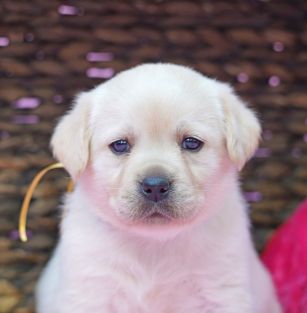 Z Sosnowego Grodu FCI