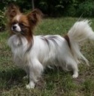 z Sosnowego Kręgu FCI