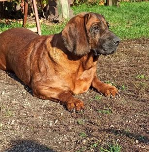 Z Tropu Kamionki FCI