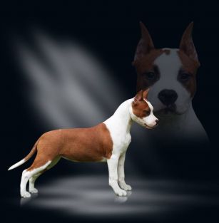 z Wiślanego Portu FCI